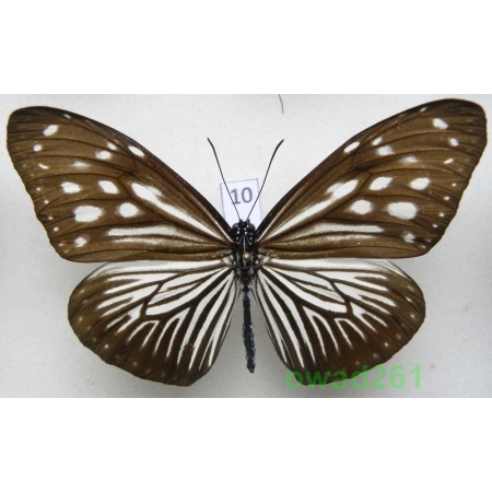 Euploea mulciber (Cramer, 1777) female Philippines 76mm10
